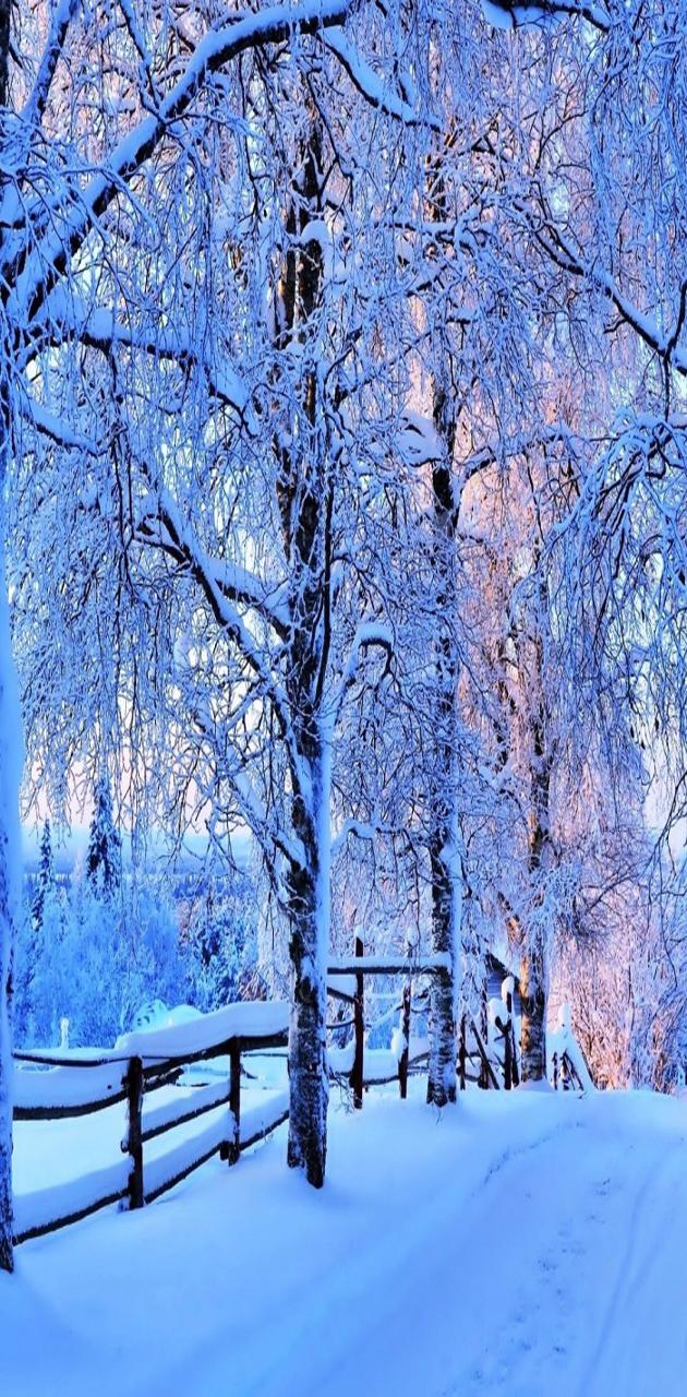 Winter  Landscape