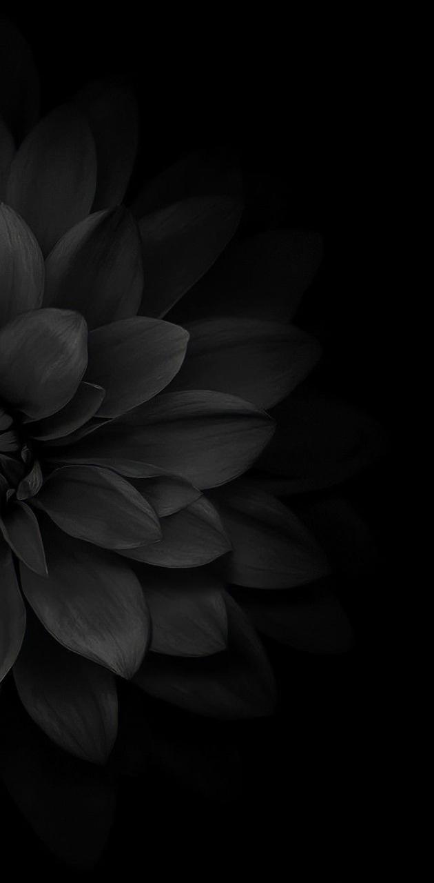 Black Rose  Black  Flower Beauty Wallpaper Download  MobCup