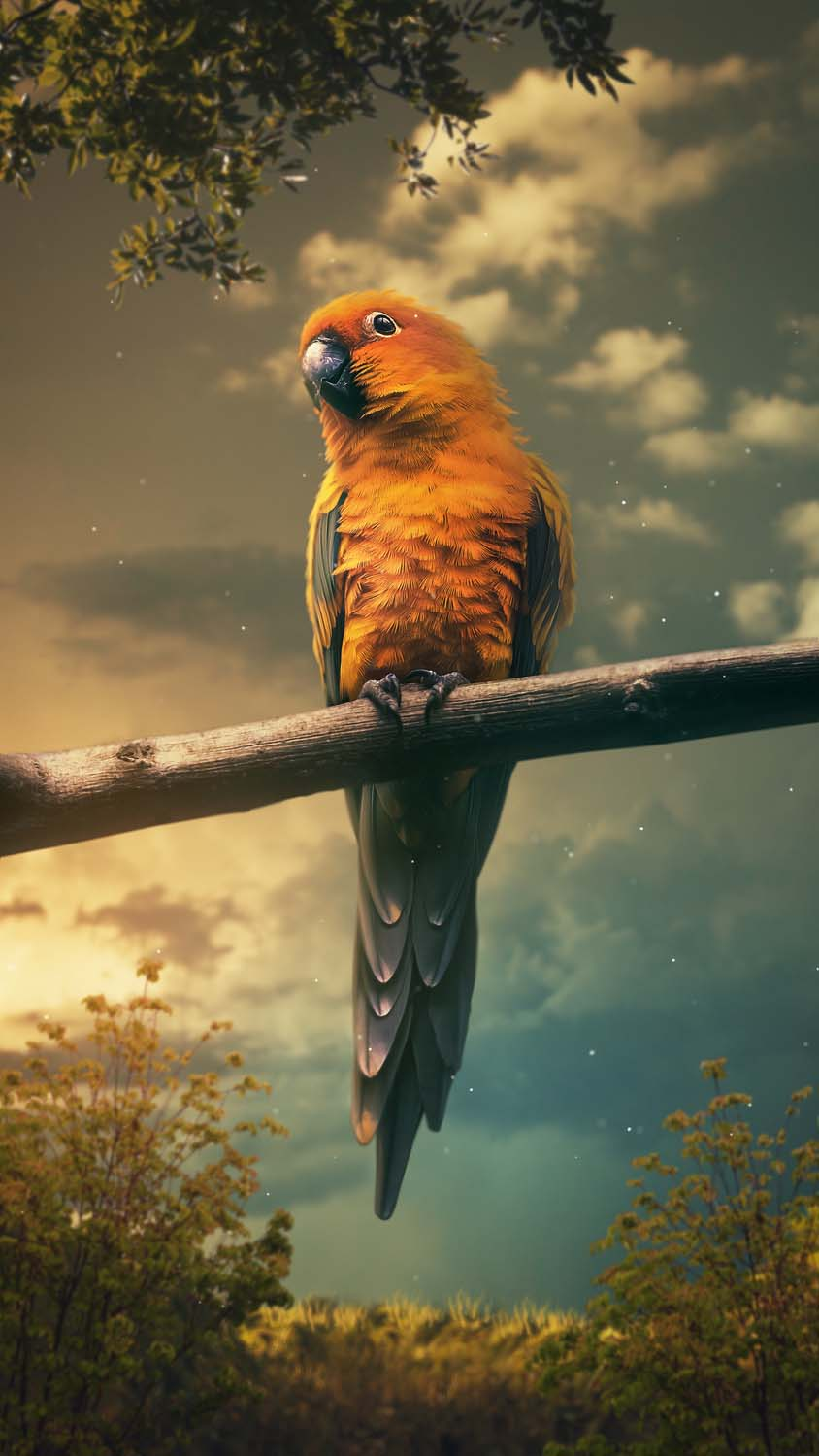 Cute Parrot IPhone Wallpaper HD  IPhone Wallpapers