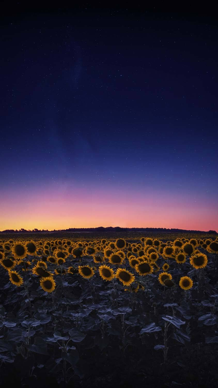 iphone sunflower wallpaper