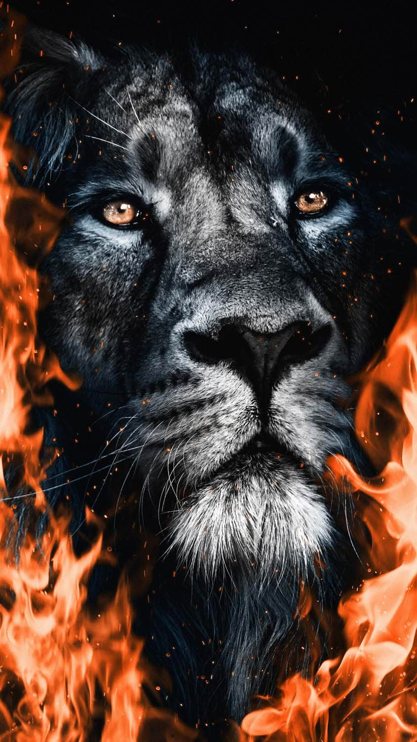 Lion On Fire Wallpapers  Wallpaper Cave