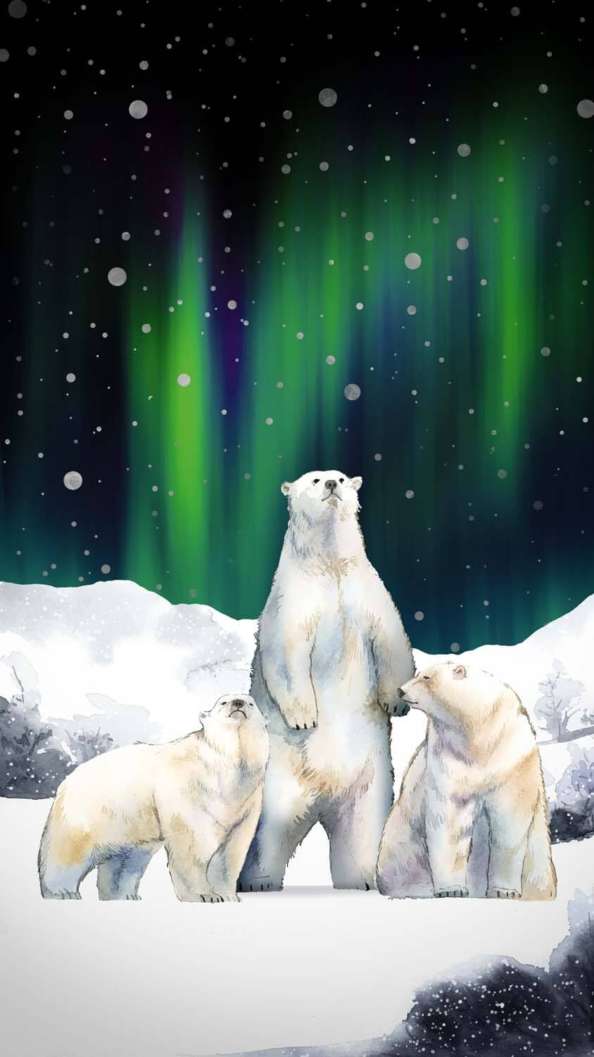 Polar Bears IPhone Wallpaper HD  IPhone Wallpapers