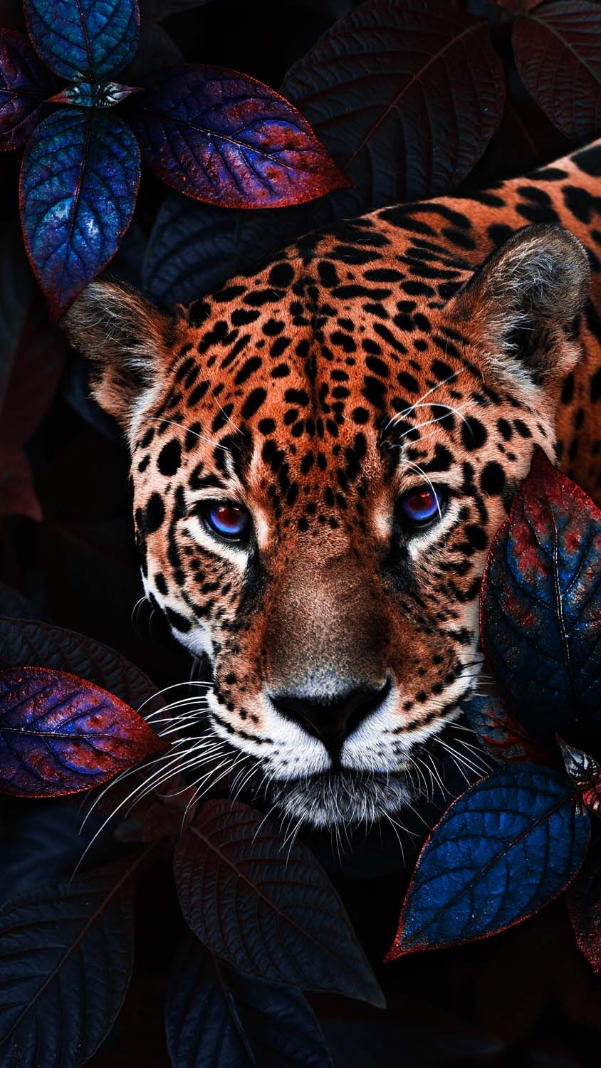 Jaguar Predator Animal IPhone Wallpaper HD  IPhone Wallpapers
