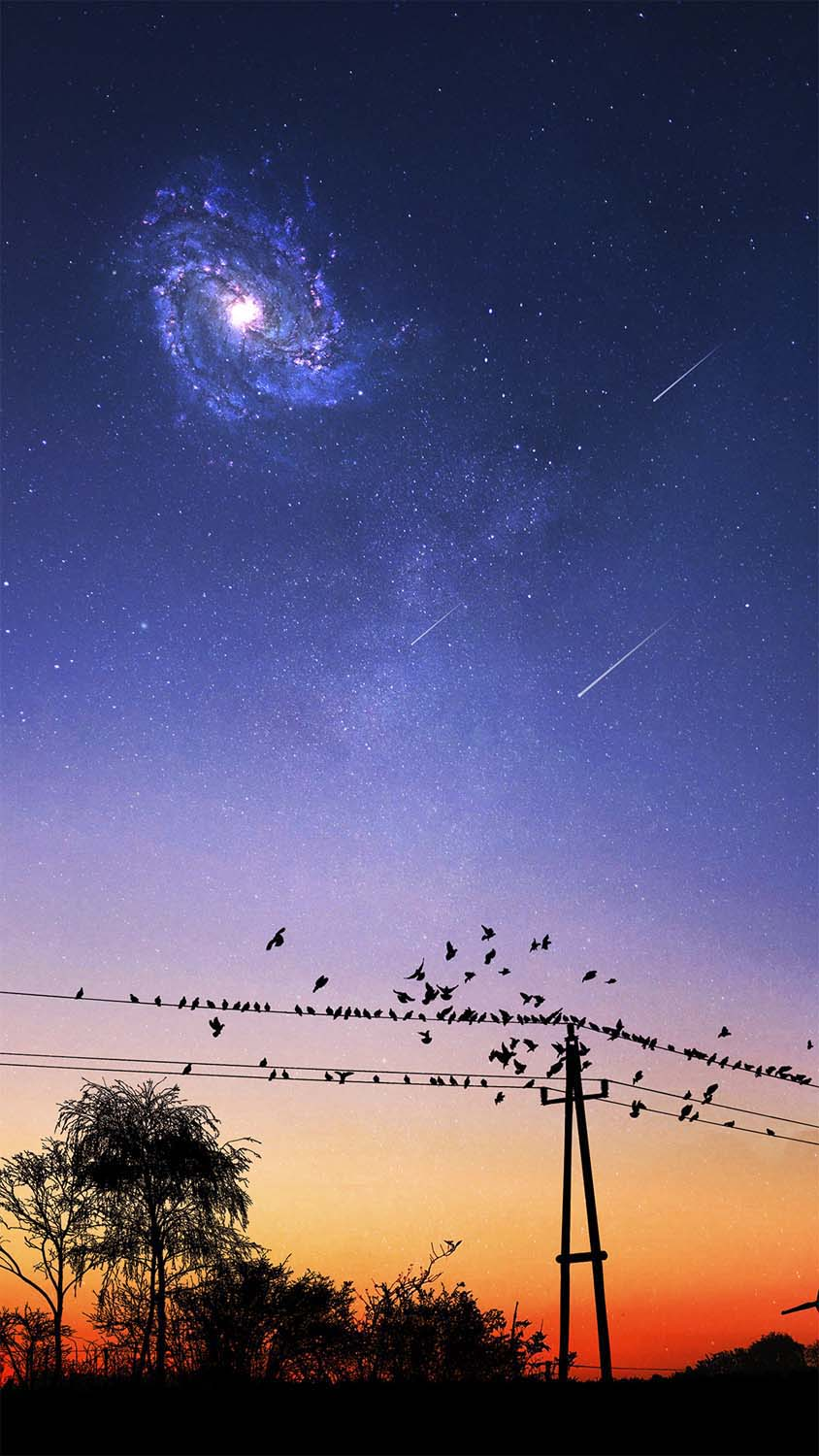 Evening Birds IPhone Wallpaper HD  IPhone Wallpapers