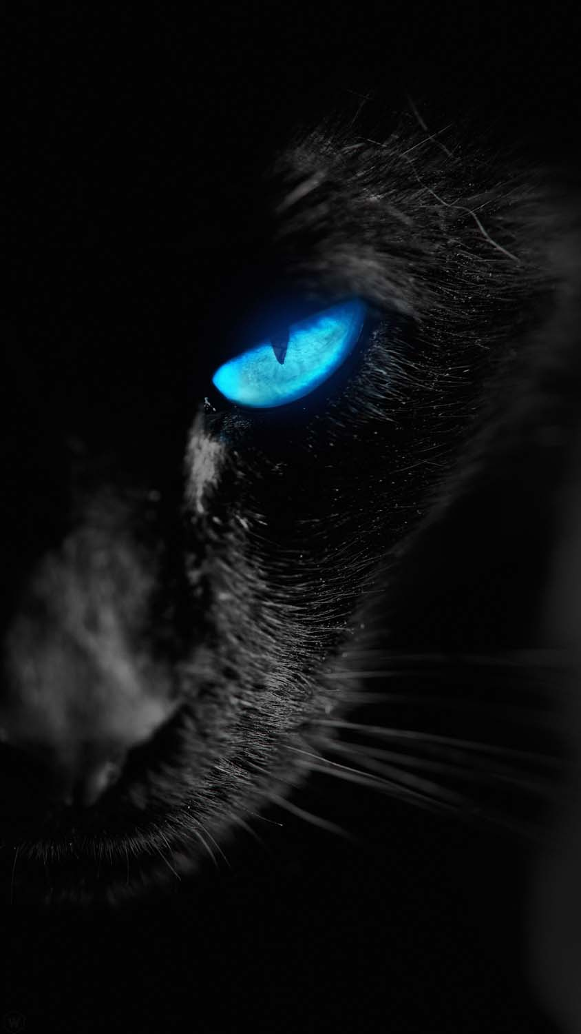 100 Black Cat Pictures  Download Free Images on Unsplash
