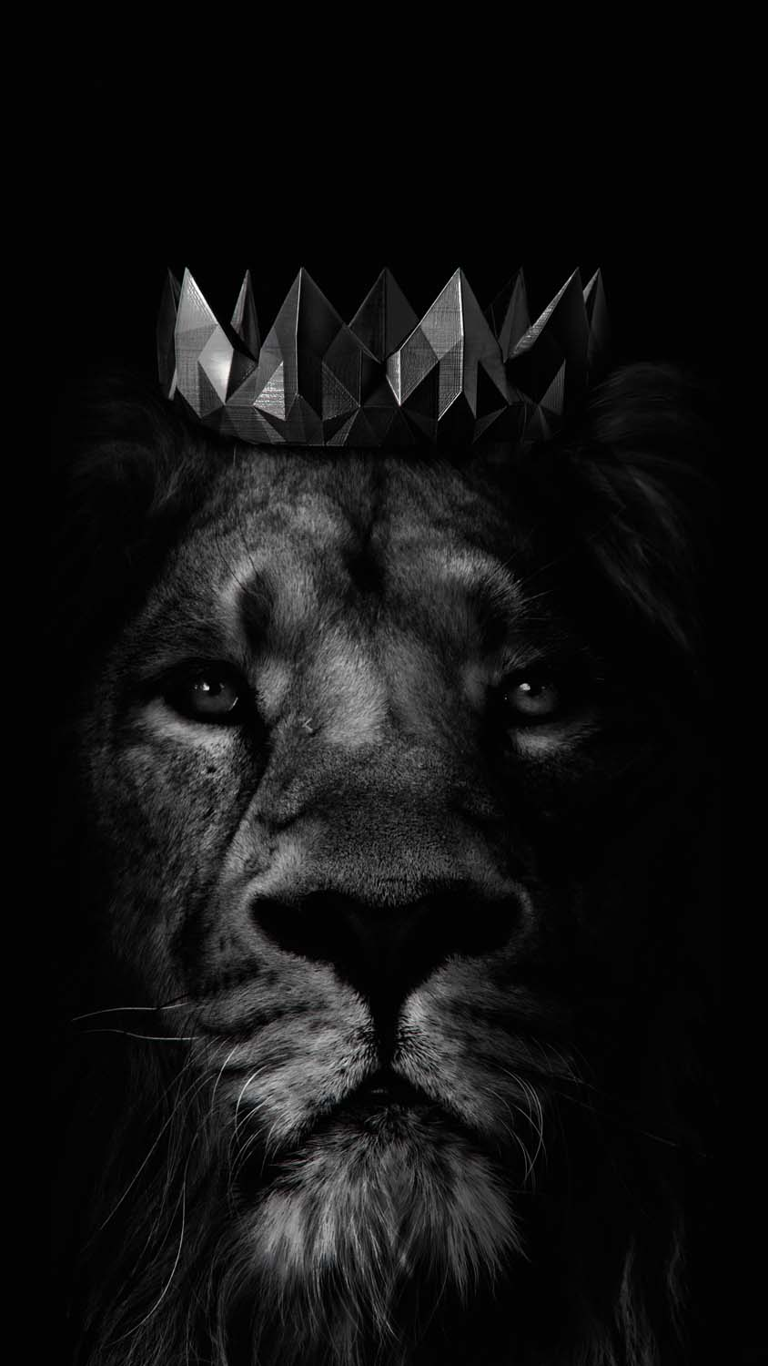 King Lion IPhone Wallpaper HD  IPhone Wallpapers