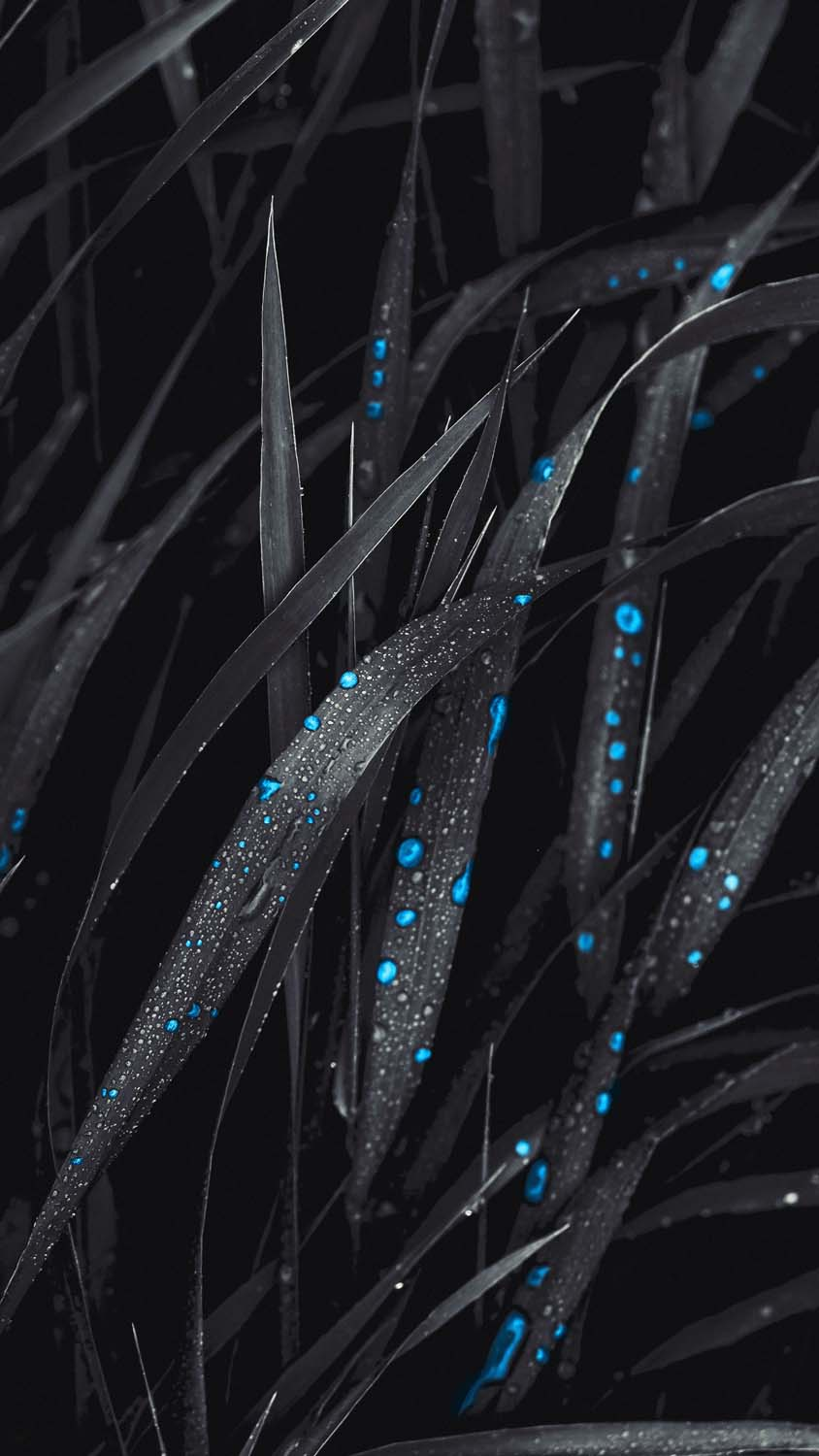 Water Drops on Leaves iPhone Wallpaper HD  iPhone Wallpapers  iPhone  Wallpapers