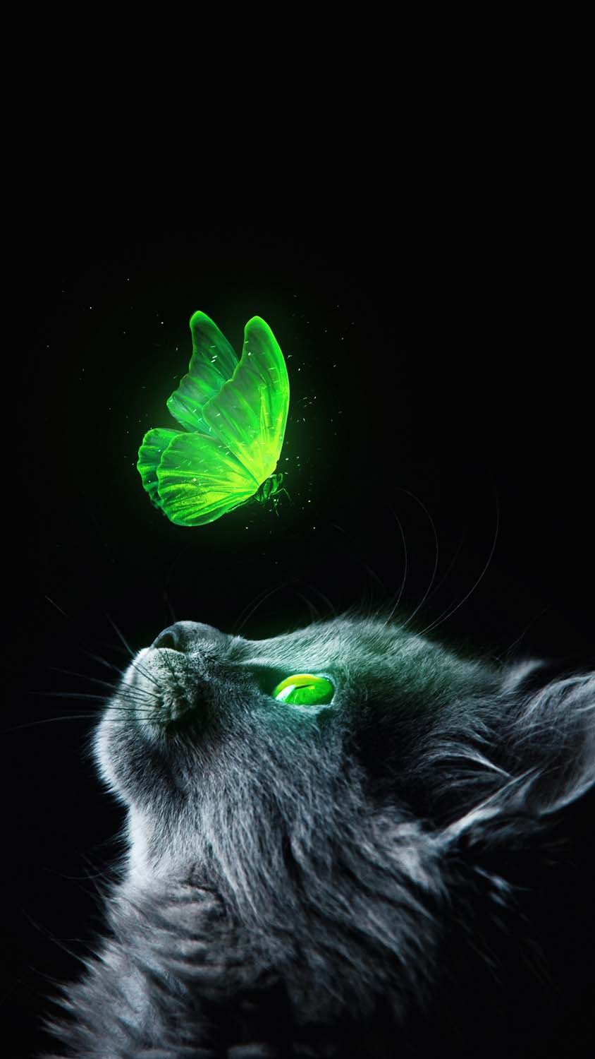 Green Cat IPhone Wallpaper HD  IPhone Wallpapers