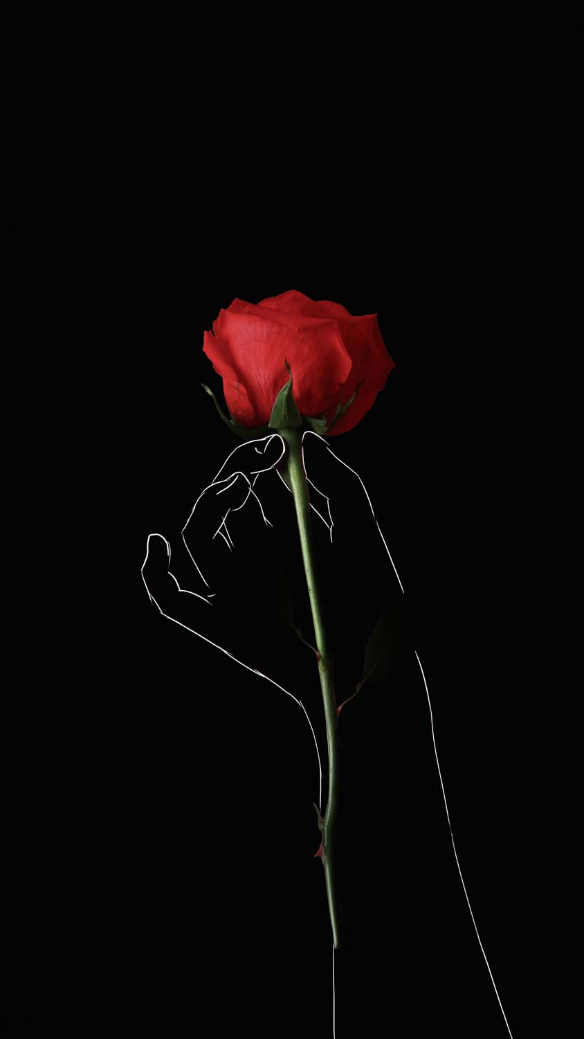 Red Rose IPhone Wallpaper HD  IPhone Wallpapers