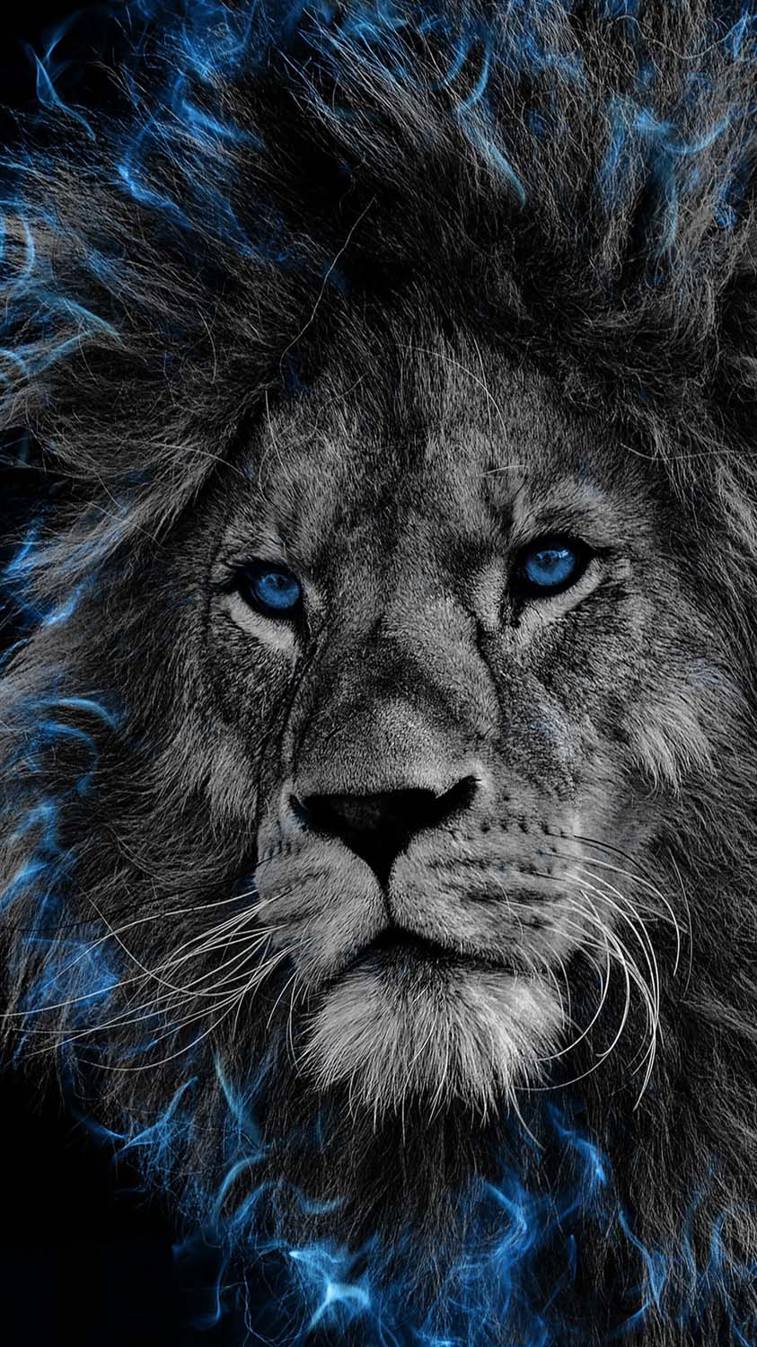 The Lion IPhone Wallpaper HD  IPhone Wallpapers
