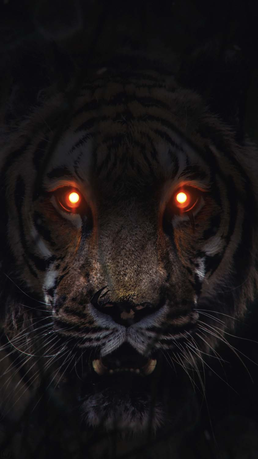  Tiger Black Amoled Wallpaper 4k Ultra HD Free Download