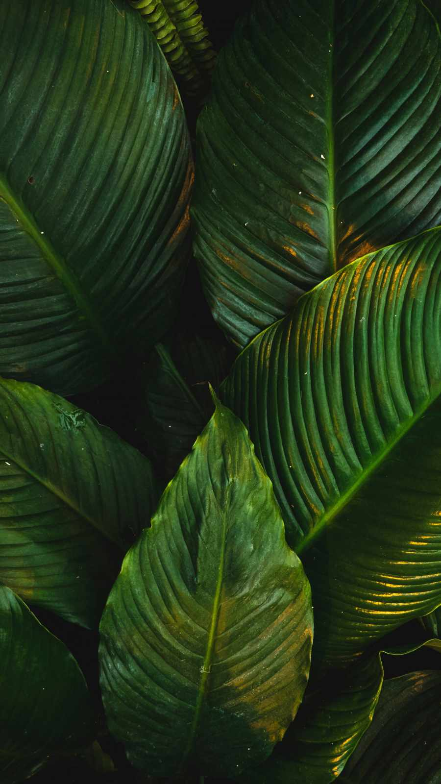 Tropical Green Leaves Wallpaper Customised  lifencolors