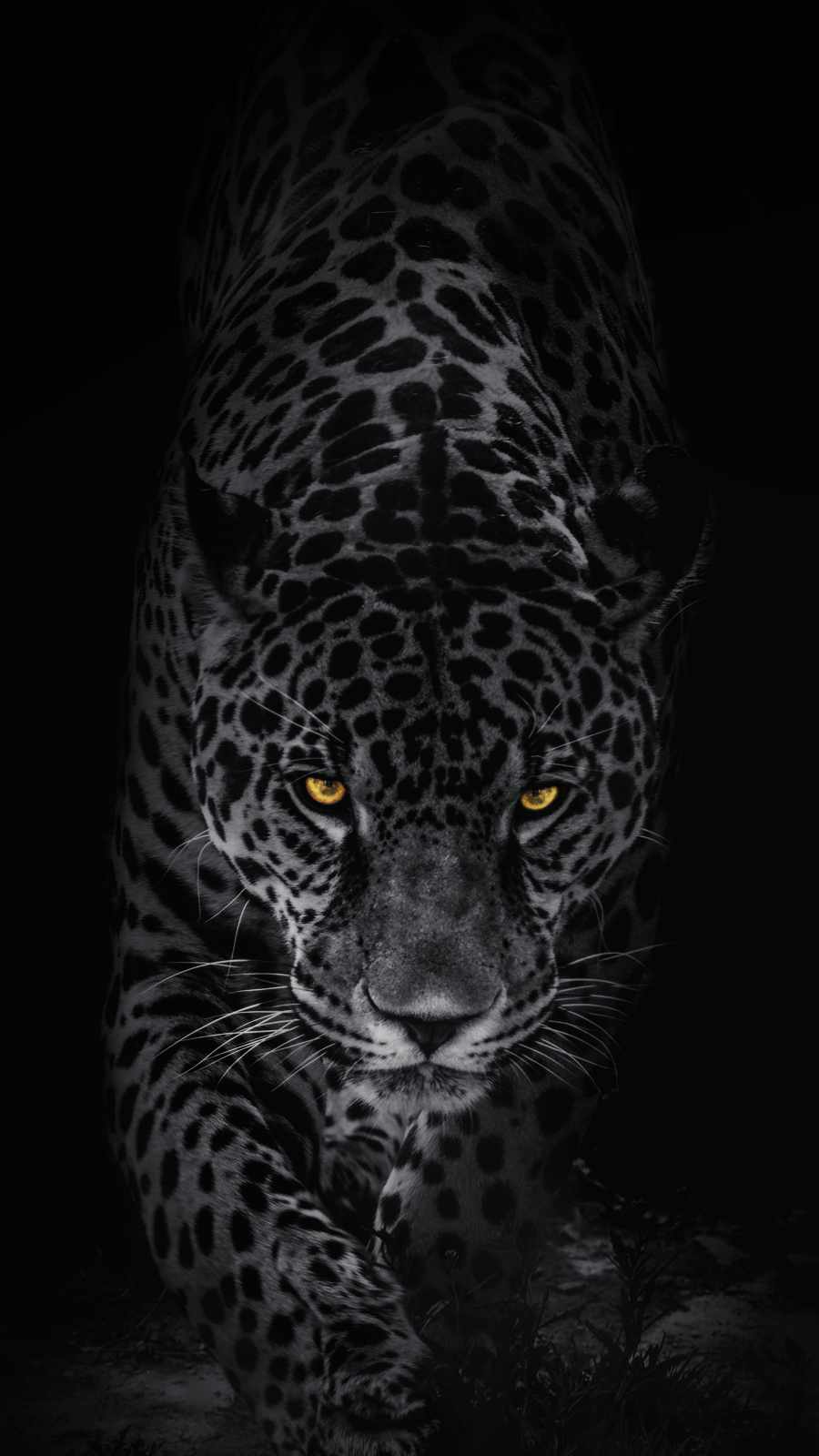 Jaguar Predator IPhone 13 Wallpaper  IPhone Wallpapers