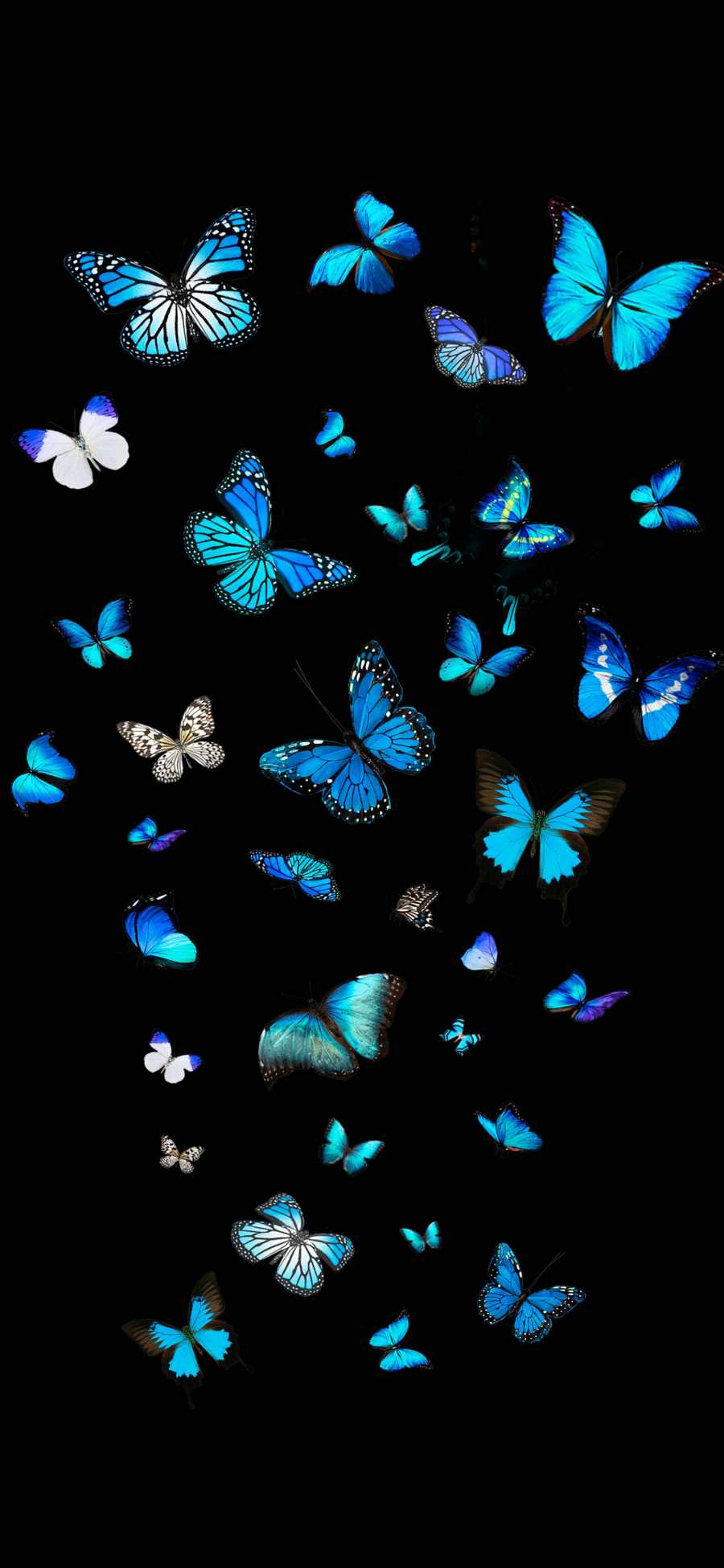 Blue Butterflies IPhone Wallpaper IPhone Wallpapers Wallpaper Download   MOONAZ