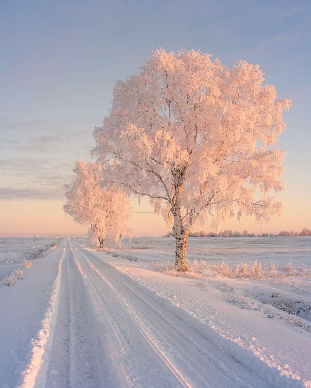 White tree