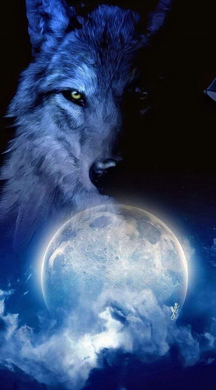 336269 Wolf HD  Rare Gallery HD Wallpapers