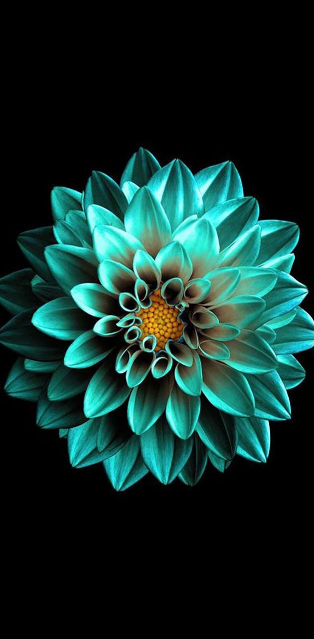 Amoled Flower Amoled