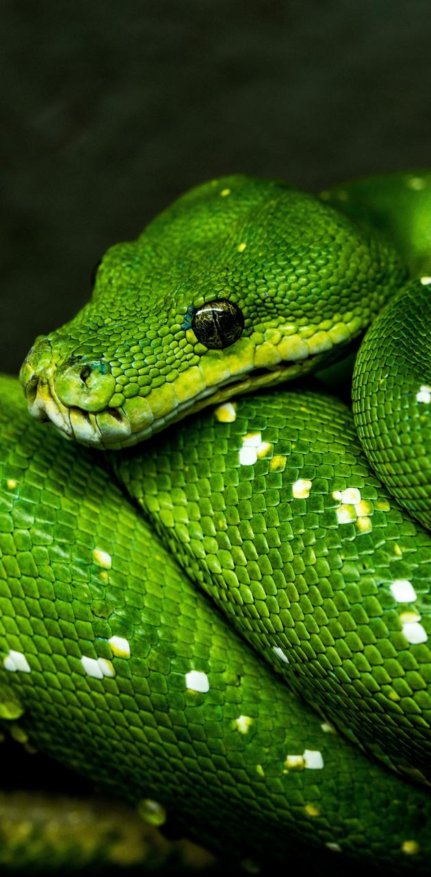 Green snake  