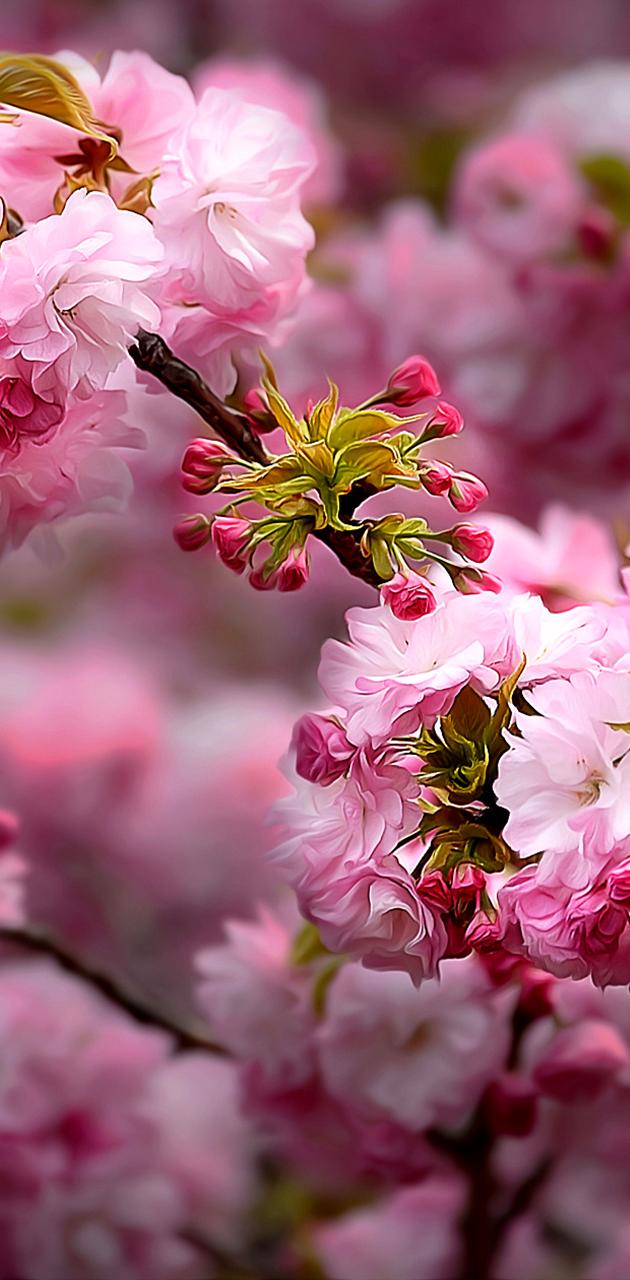 Spring Flowers