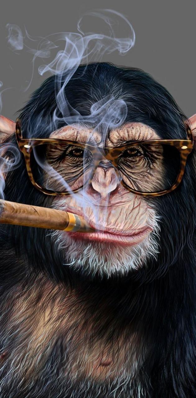 Smoking Monkey funny humor HD phone wallpaper  Peakpx