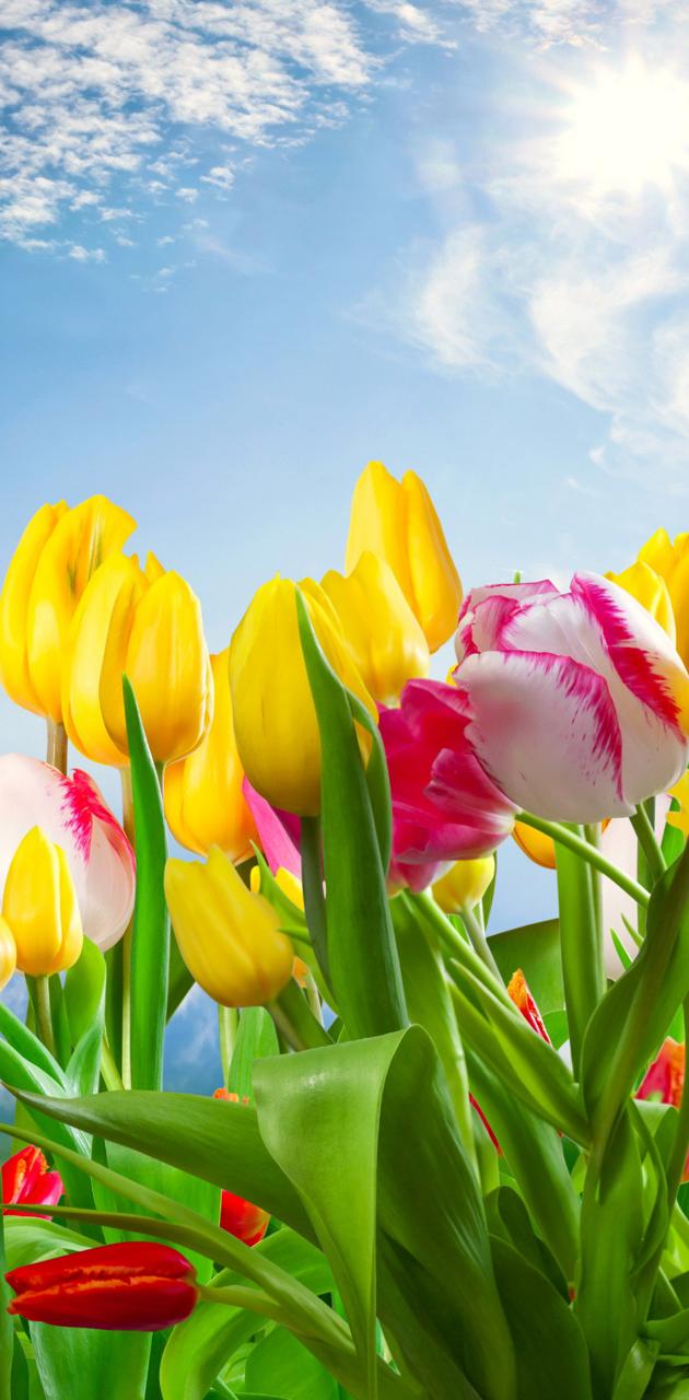 Flower card with beautiful yellow tulips on sky blue background closeup  Fresh spring flowers in the garden with soft sunlight for your floral  poster wallpaper or holidays card 22900685 Stock Photo at