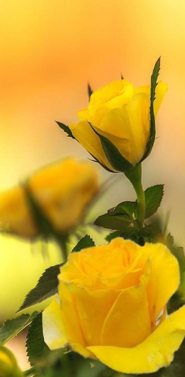 4000 Free Yellow Rose  Rose Images  Pixabay