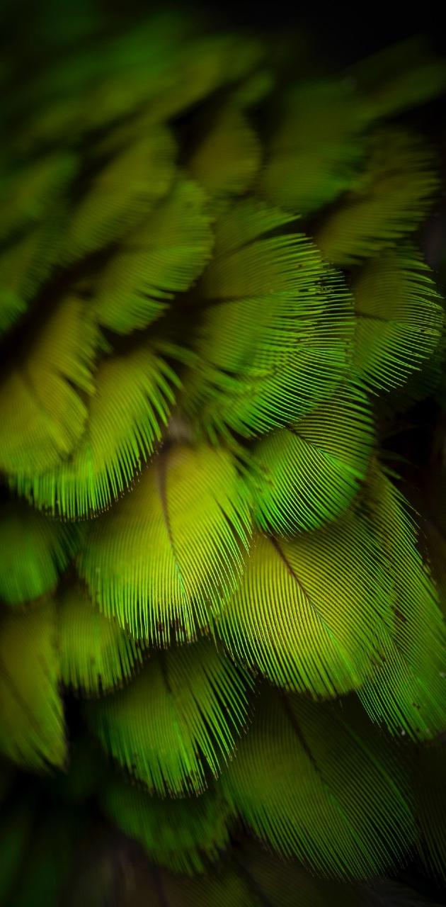 Green Feather Texture.