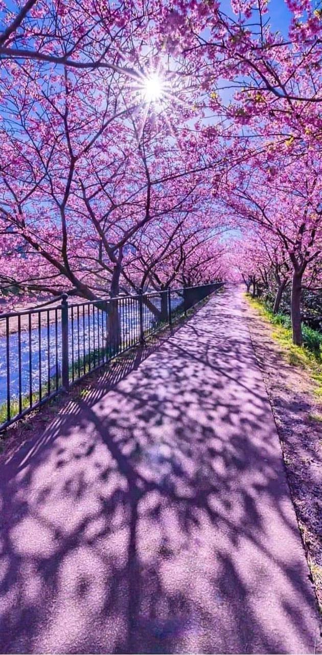 Cherry Blossoms