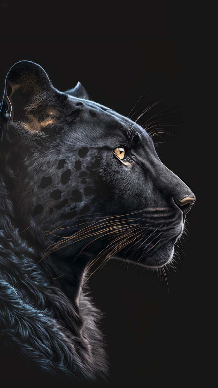 Black Jaguar Predator