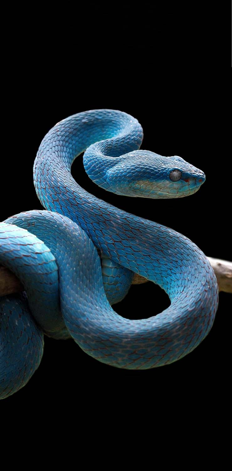 Animal Snake HD Wallpaper