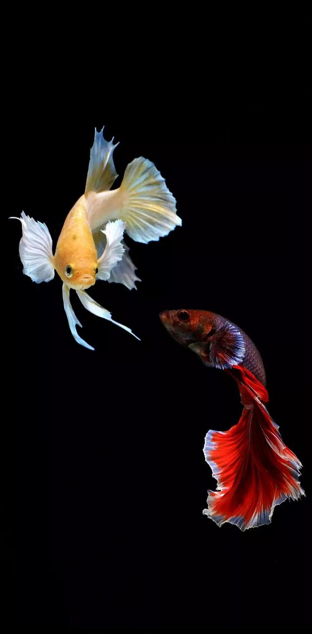 Fish dance