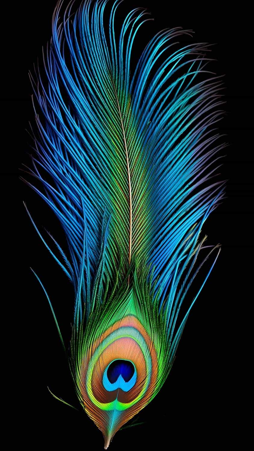 Peacock Feather iPhone Wallpaper 4K  iPhone Wallpapers