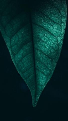 Green Leaf wallpaper by P3TR1T cc9f