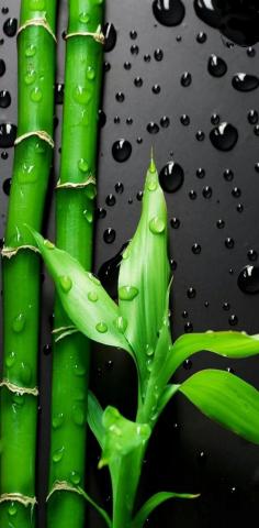 S10 Bamboo Owall wallpaper by Drzestrella 8e98