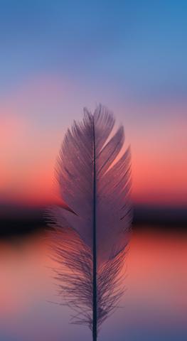 Feather, focus, blur, sunset, 1440x2630 wallpaper