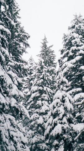 50+ Beautiful Winter Aesthetic Wallpapers You'll Love!