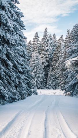 Trail Snow