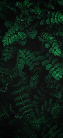 Green Wallpaper WhatsPaper