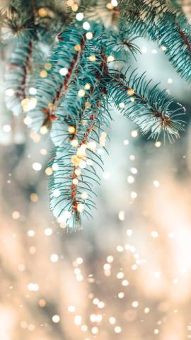[Pengtai]Cedar at Christmas in winter wallpaper - Apps on Galaxy Store