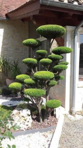 Ornamental Pines, 45 Yard Landscaping Ideas to Beautify Outdoor Spaces
