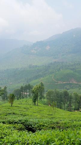 Places to visit in IndiaKerala tea plantation trek