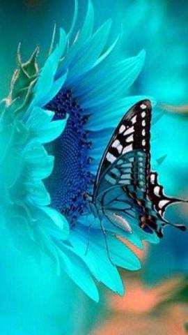 #Beautiful #Nature #Flower #Butterfly   ::)