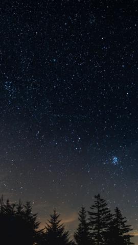 Starry sky, night, trees background