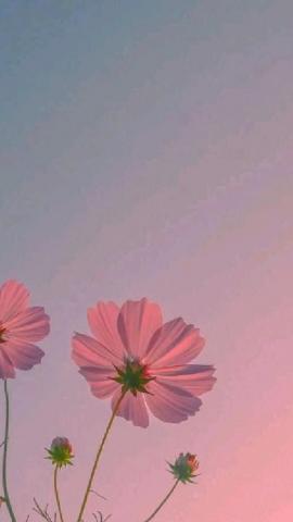 🌸cute 😄 Flower background wallpaper, Flower backgrounds, Cute tumblr wallpaper