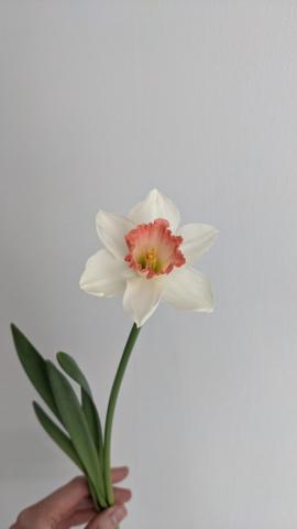 Narcisse Flower aesthetic, Flower pictures, Rose flower pictures