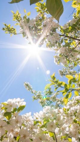 sun shining, phone wallpaper, spring flowers wallpaper, blooming tree, with white blooms Fotografi alam, Fotografi langit, Gambar alam