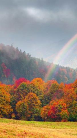 Rainbow, trees, autumn...