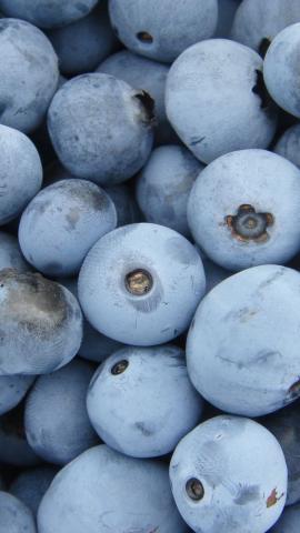 Blueberries, ripen, fruits, 720x1280 wallpaper