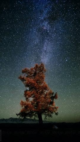 View "Lonely Oak Under Starry Sky" by Stocksy Contributor "Nikita Sursin"