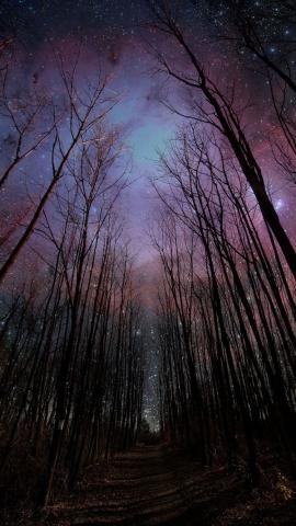 Wither Trees Towards Shiny Starry Sky iPhone 8 Wallpapers